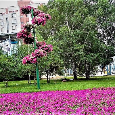 Novosibirsk